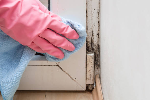Best Industrial Mold Remediation in Kootenai, ID